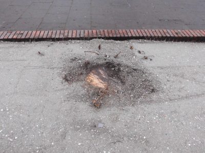 Anstelle einer Umpflanzung wurden die Bäume einfach abgesägt.